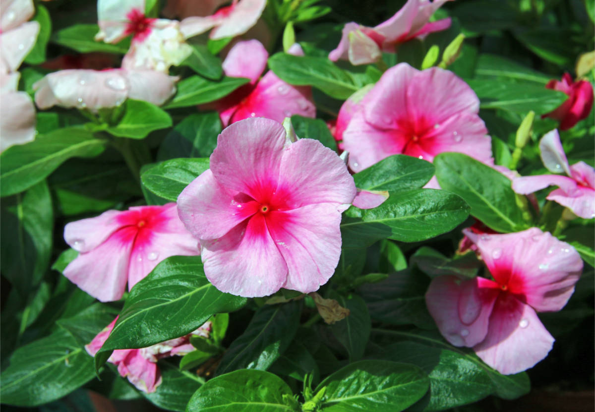 Odrůda Cooler Blush Odrůda Cooler Blush