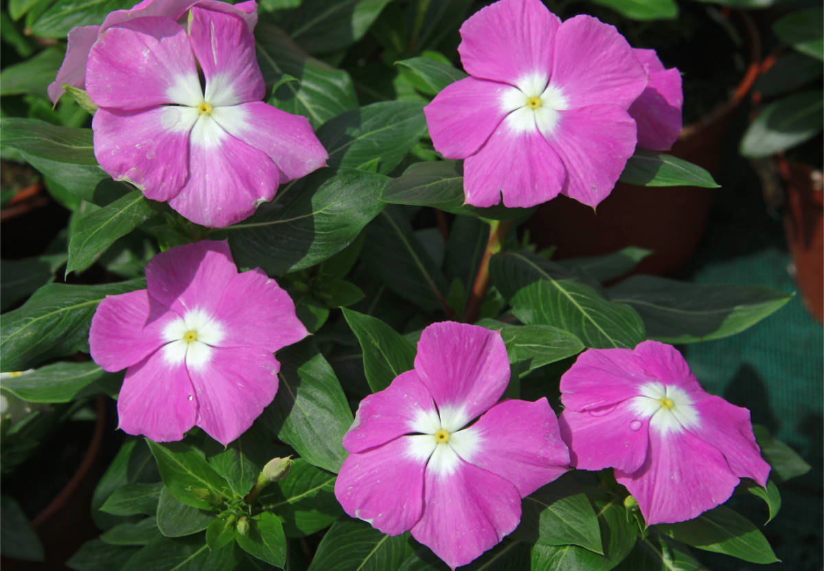 Lavender Hue Katarantus neboli barvínkovecLavender Hue