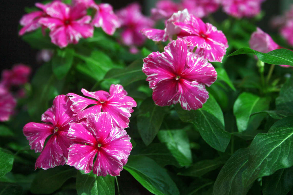 Katarantus neboli barvínkovec Catharanthus