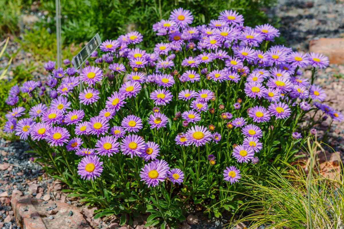 Hvězdnice alpská (Aster alpinus) Hvězdnice alpská