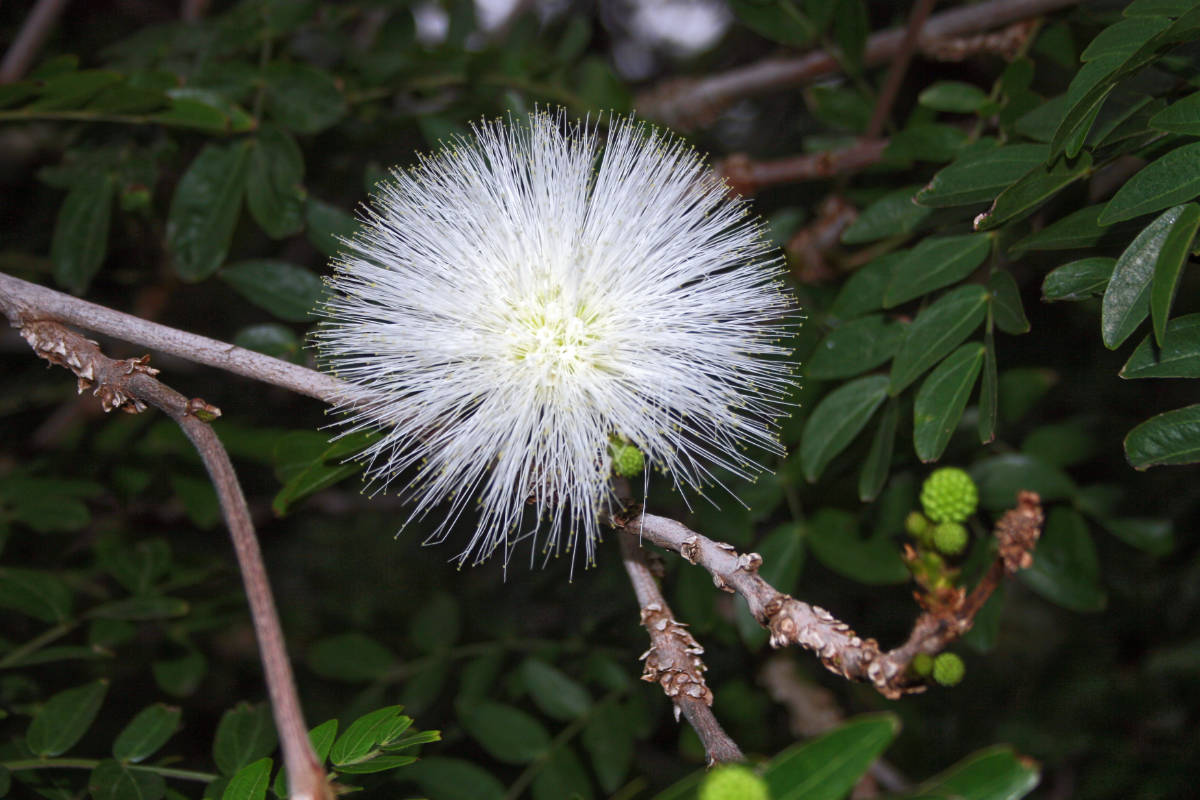 Bílý květ Calliandra haematocephala Bílý květ Calliandra haematocephala