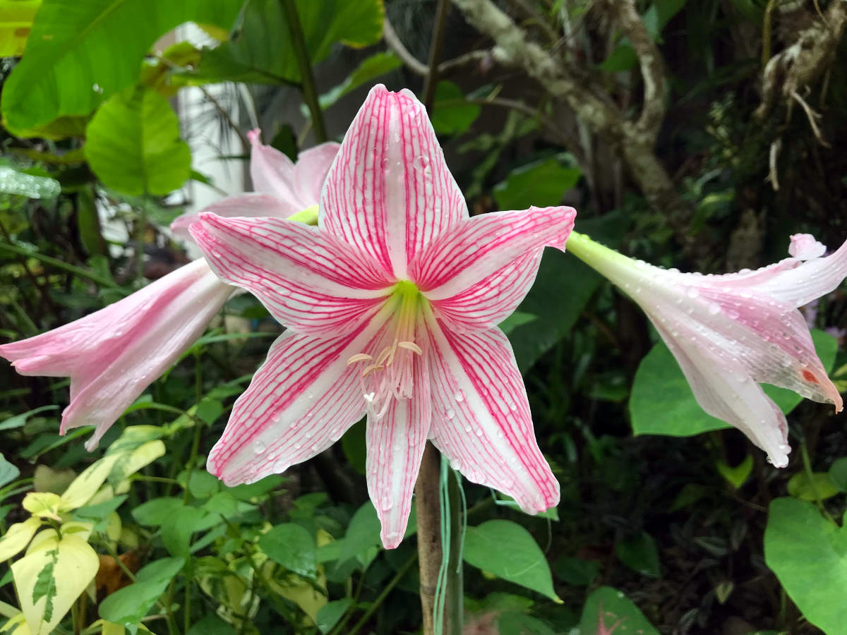 Hvězdník (Hippeastrum) Hvězdník