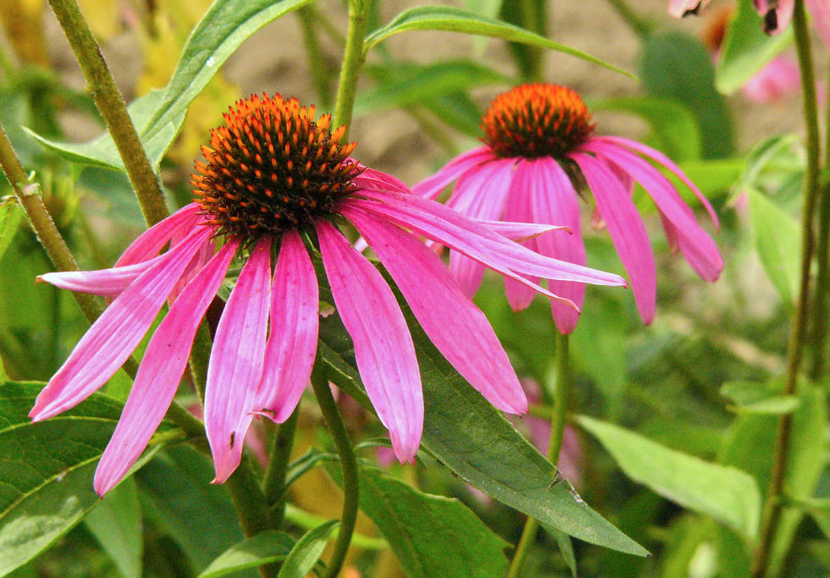 Třapatkovka Třapatkovka neboli Echinacea