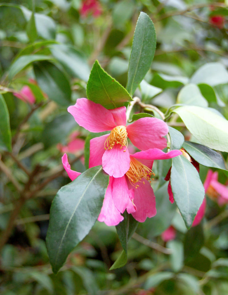 Velmi zajímavou kamélií s jedním květem, je Camellia vernalis sayohime Zajímavý květ kamélie