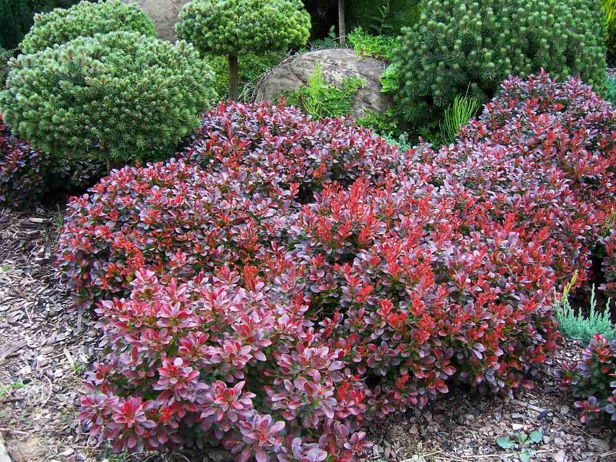 Dřišťál Thunbergův (Atropurpurea nana)