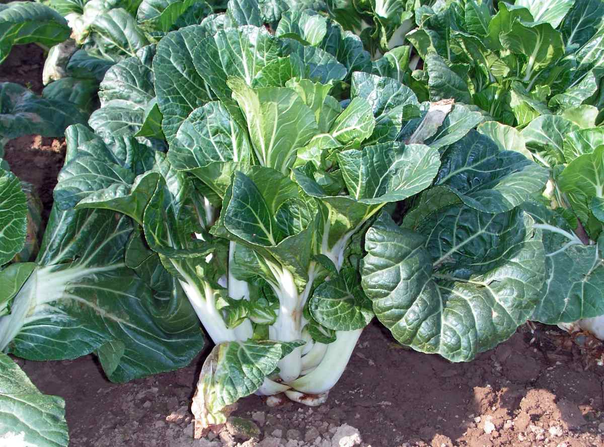 Čínské zelí: nízkoenergetické, s vitaminy, luteinem a minerály