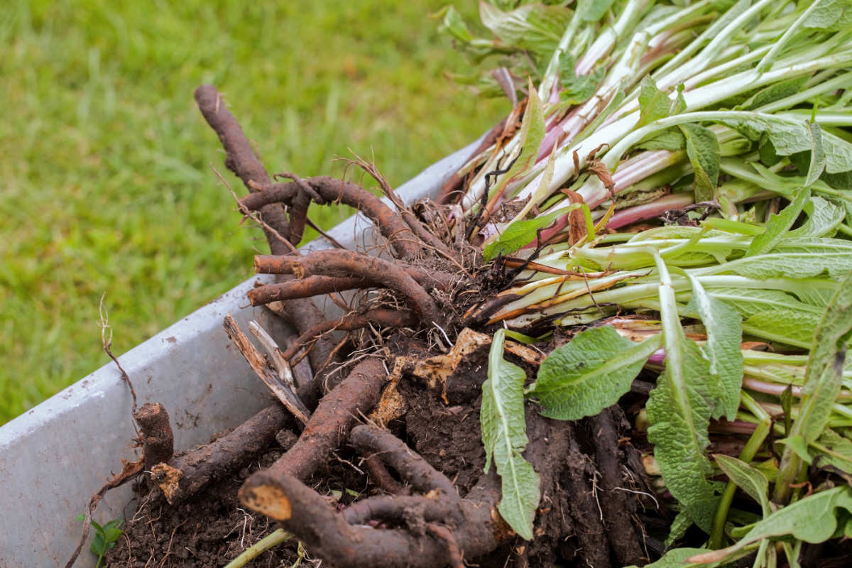Kořen kostivalu můžeme sklidit a uchovat podobně jako mrkev; foto Shutterstock Kořen kostivalu lze uchovat podobně jako mrkev, založíme ho do písku