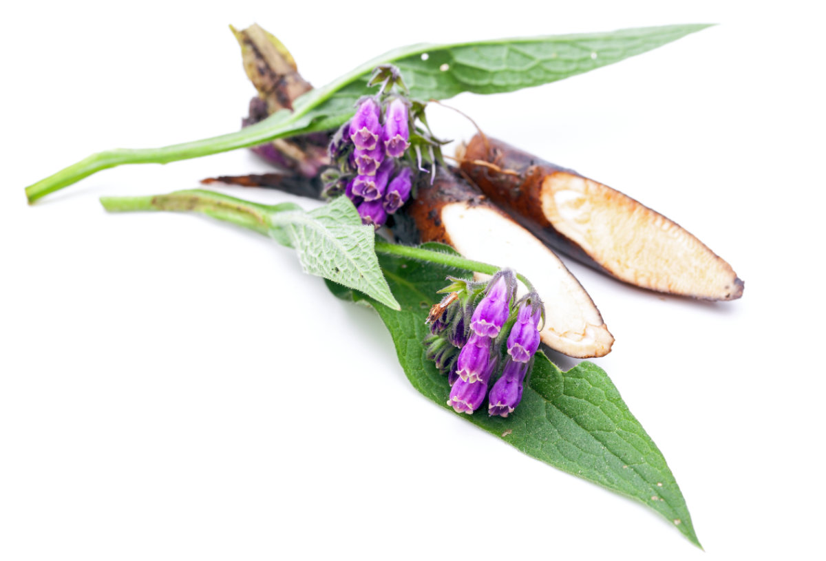 Kostival lékařský (Symphytum officinale): květy, listy a kořen; foto Shutterstock Kostival lékařský