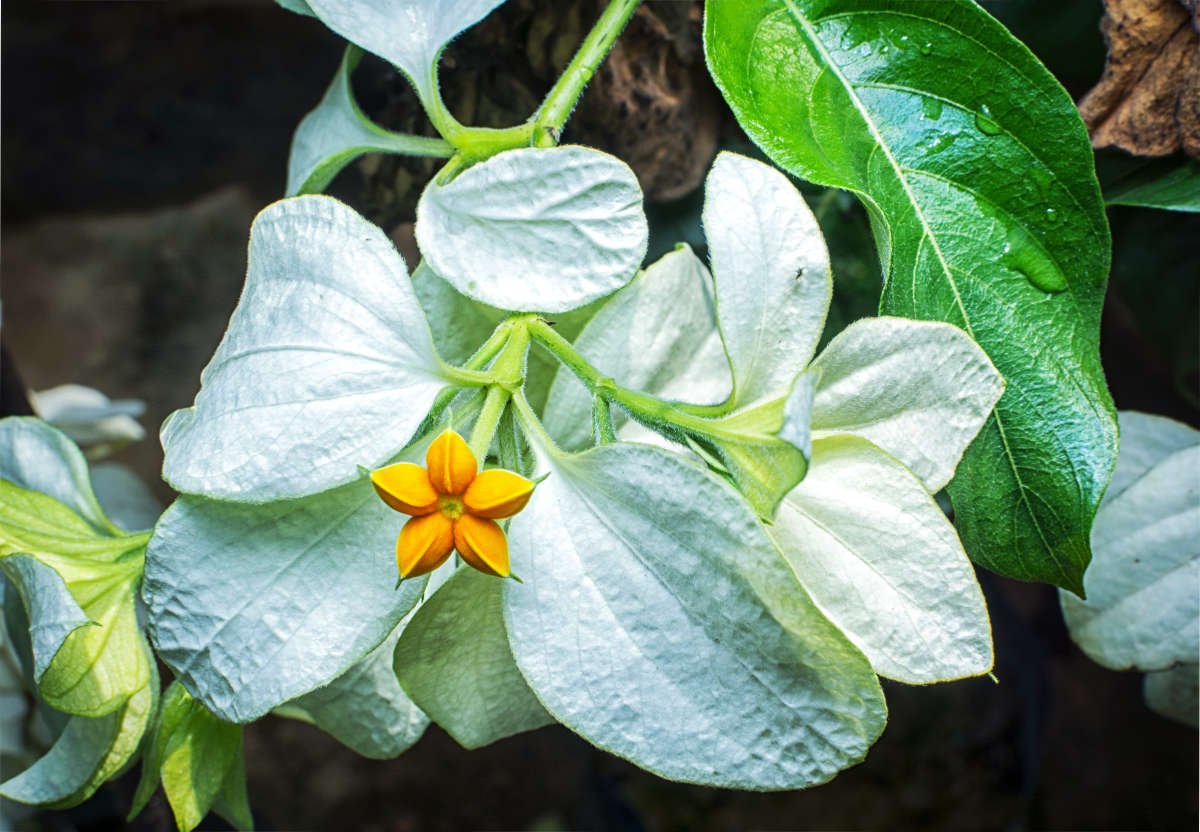 Mussaenda pubescens Musandy dalších druhů, zde Mussaenda pubescens