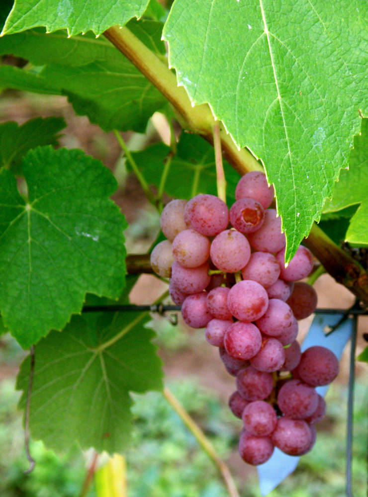 Odrůda révy Einsett Seedless Einsett Seedless