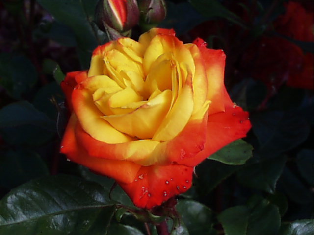 Mnohokvětá floribunda Rumba, foto M. Kožešník Mnohokvětá růže odrůdy Rumba, floribunda
