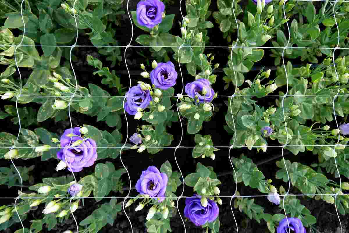 Eustoma pěstovaná s využitím drátěnky Eustoma pěstovaná s využitím drátěnky