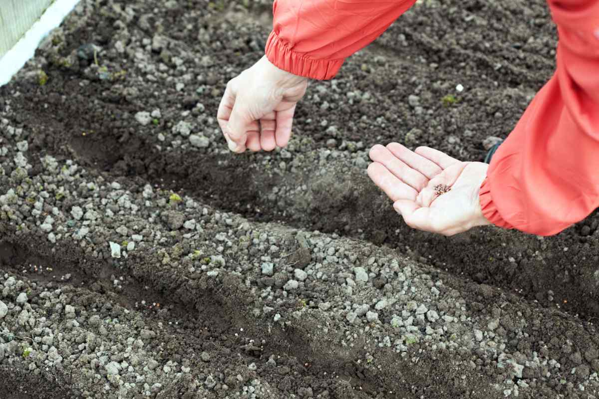 Některé odrůdy mrkve a petržele můžeme vysévat už na podzim mrkve setá na podzim