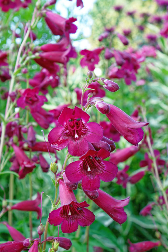 Nachově červený Rich Ruby Nachově červený Rich Ruby