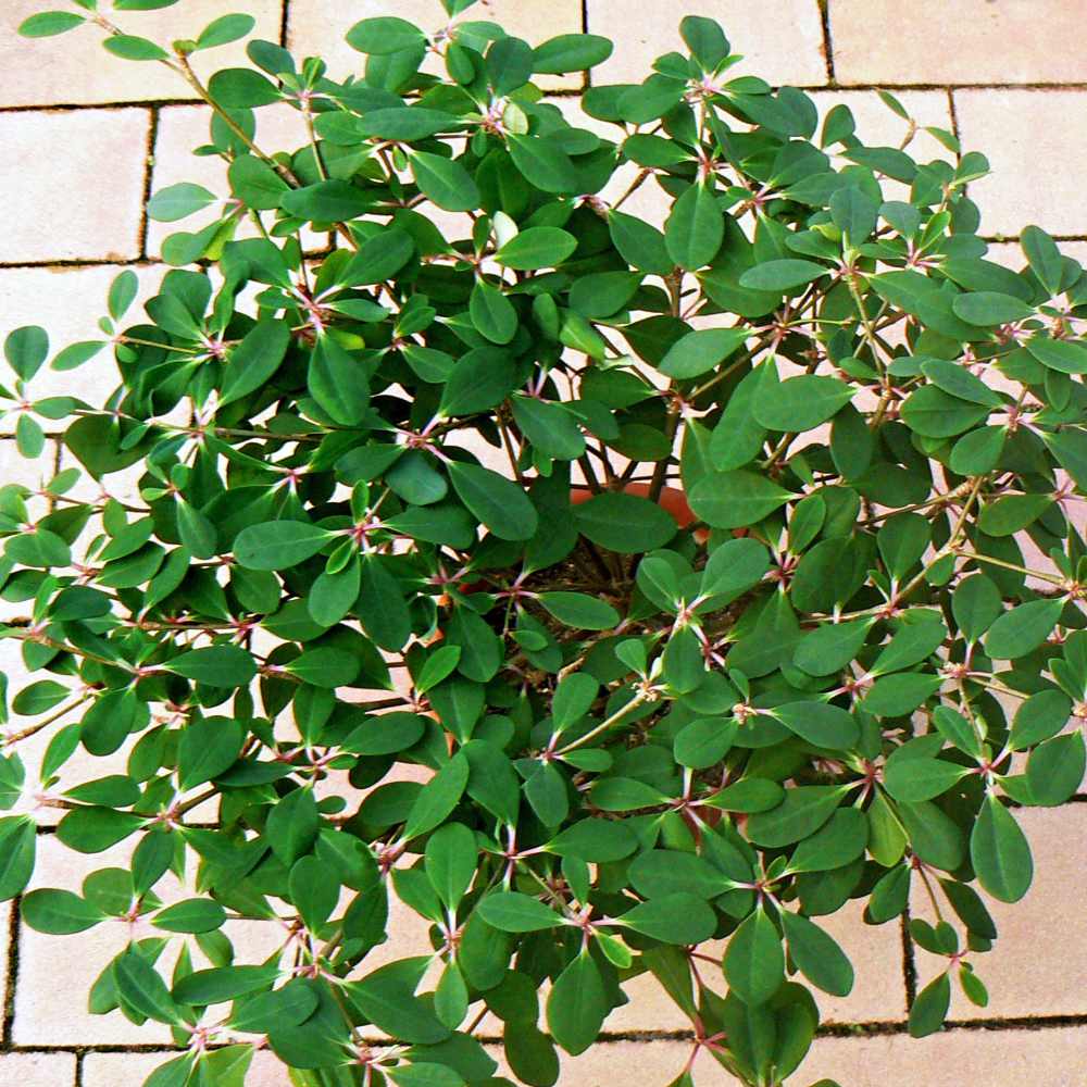 Pryšec (Euphorbia) jako pokojovka