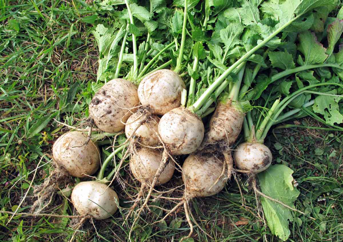 Vodnice Také vodnice se řadí mezi pozapomenuté, ale zajímavé odrůdy a druhy ovoce a zeleniny