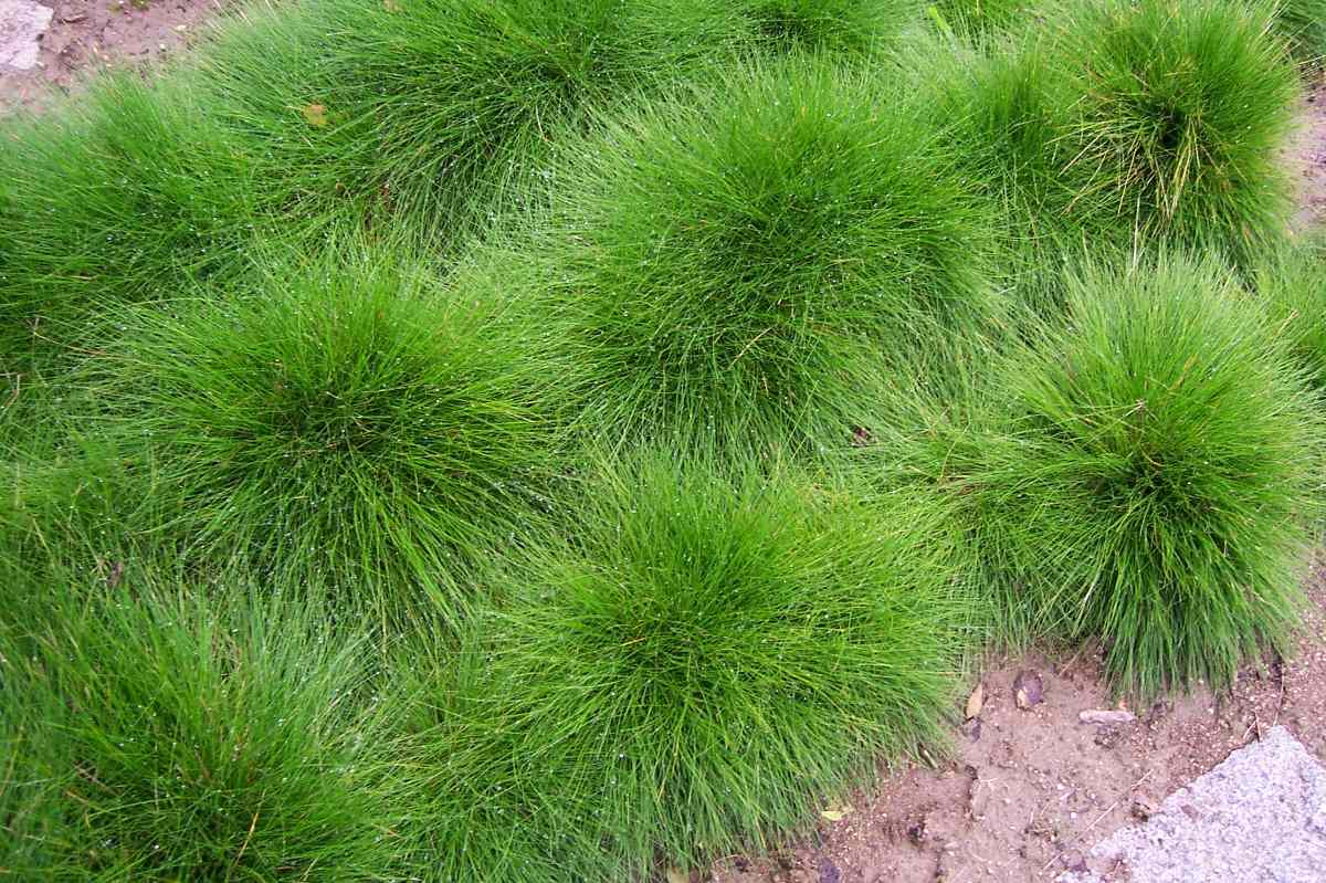 Kostřava medvědí (Festuca gautieri) vytváří pohledné bochánky Kostřava