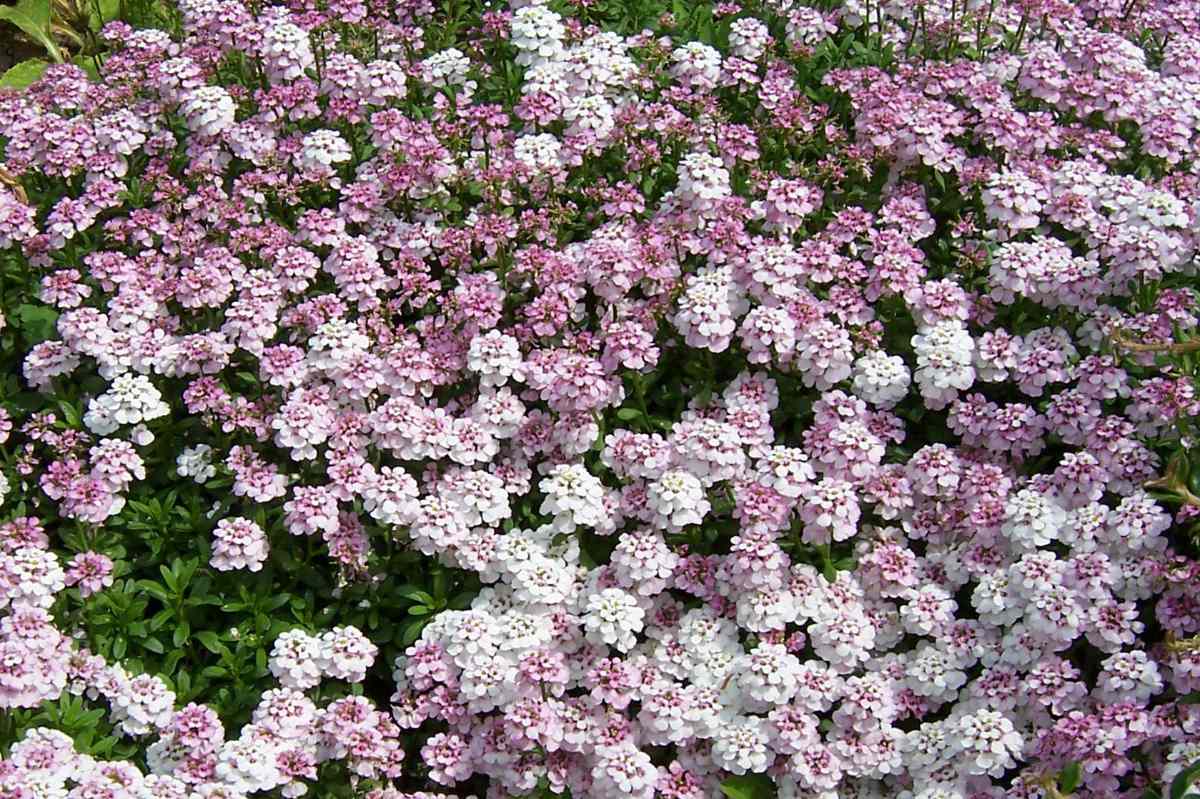Půdopokryvná iberka vždyzelená (Iberis sempervirens) Půdopokryvná iberka