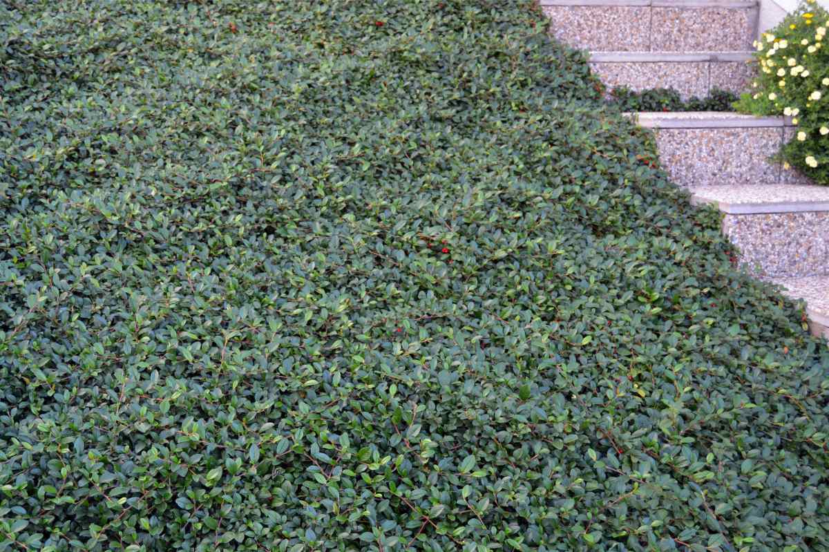 Skalník Dammerův (Cotoneaster dammeri) na svahu místo trávníku. Údržbu téměř nepotřebuje. Půdopokryvný skalník Dammerův