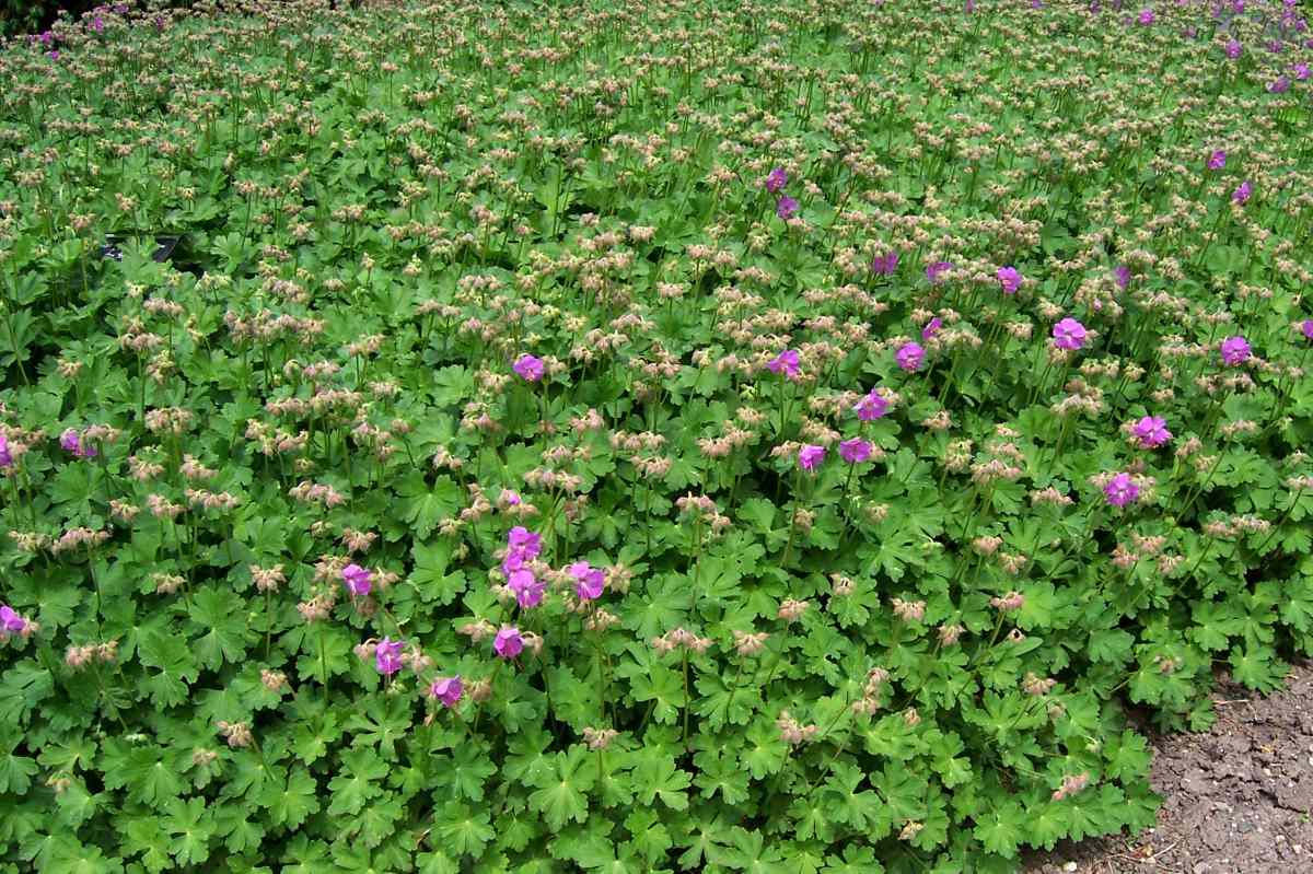 Kakost (Geranium) Karmina Kakost (Geranium) Karmina
