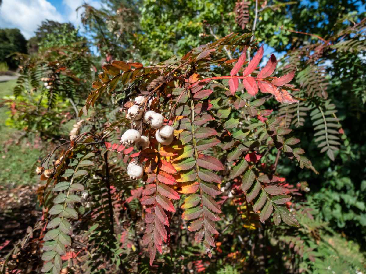 Jeřáb Koehnův (Sorbus koehneana)