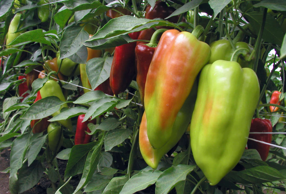 Lungy F1 Paprika Lungy