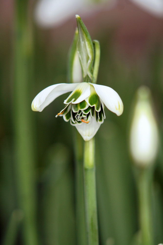 Galanthus Dionysus