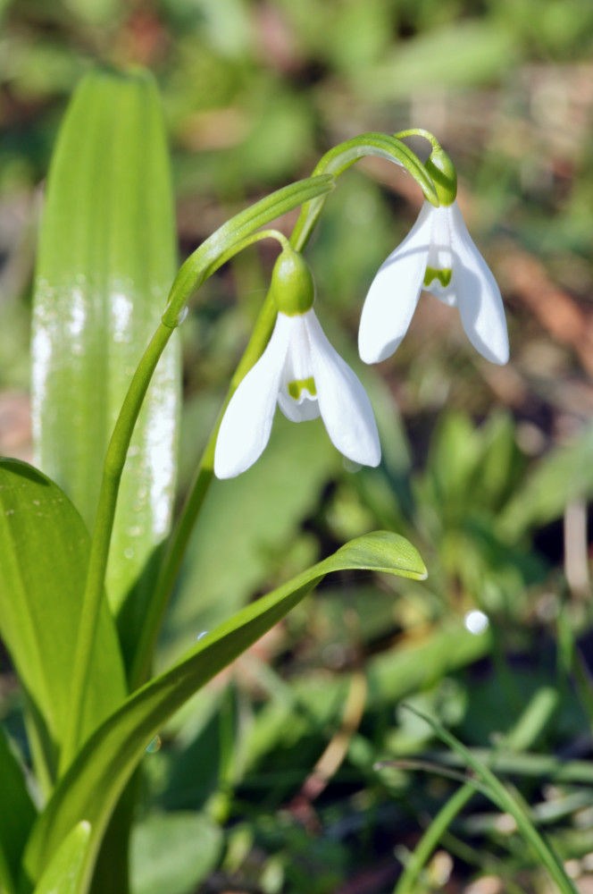 Galanthus woronowii