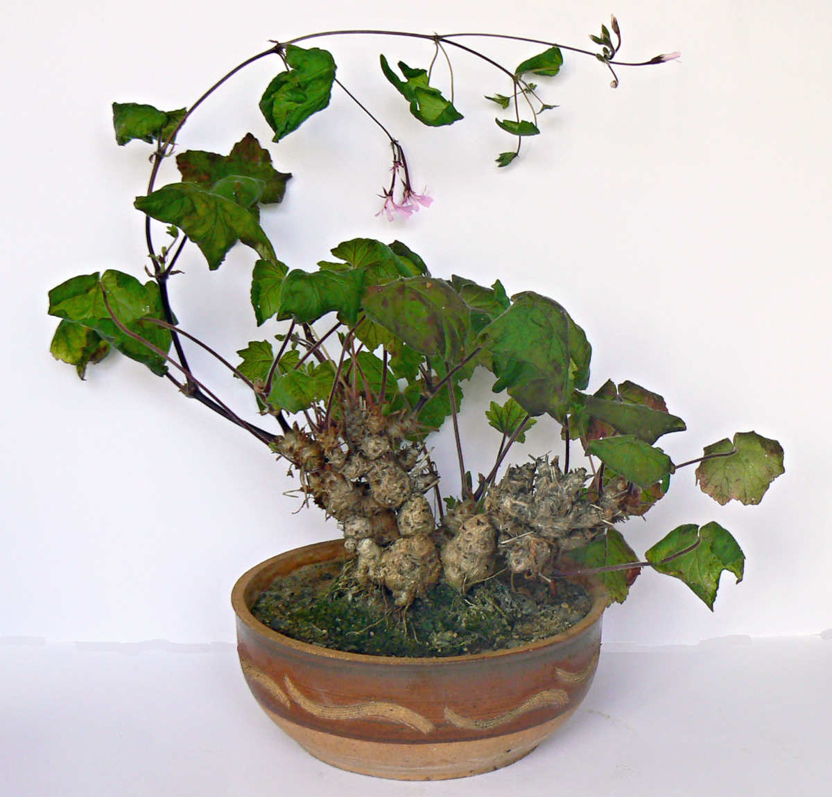 Pelargonium transvaalense je také někdy přezdívána princezna pouště Sukuletmní muškát je vhodný na bonsai