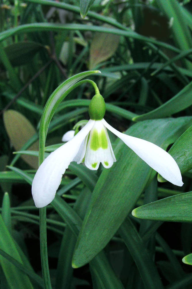 Galantus Armine