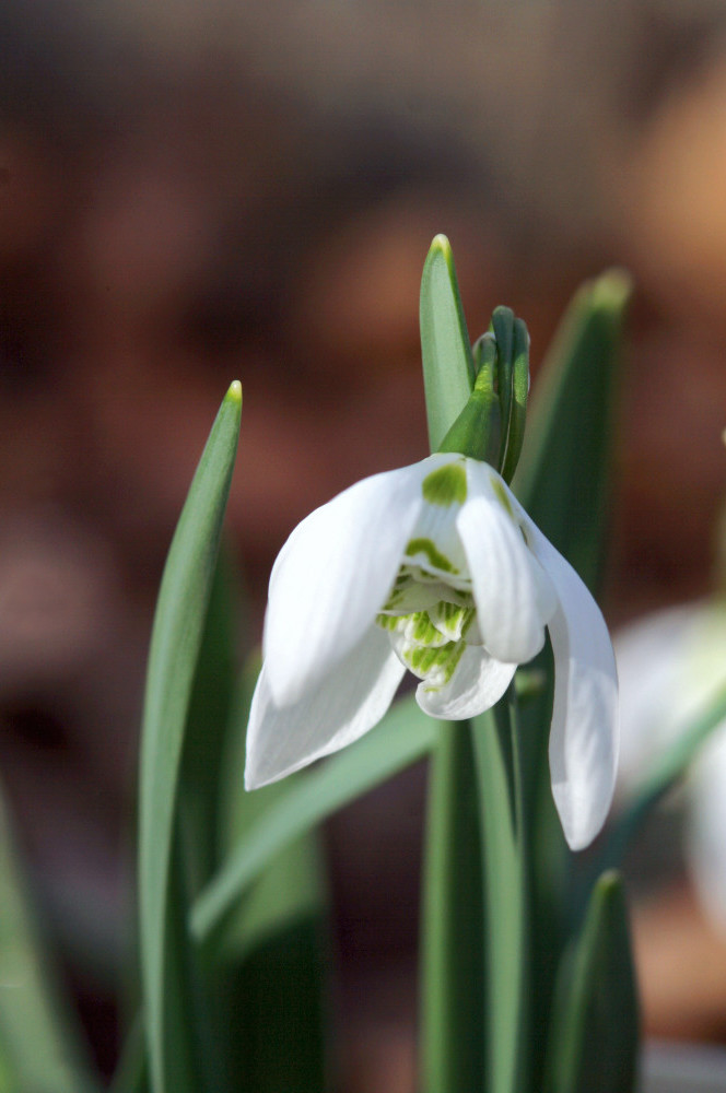 Galanthus elwesii ´Flore Plena´
