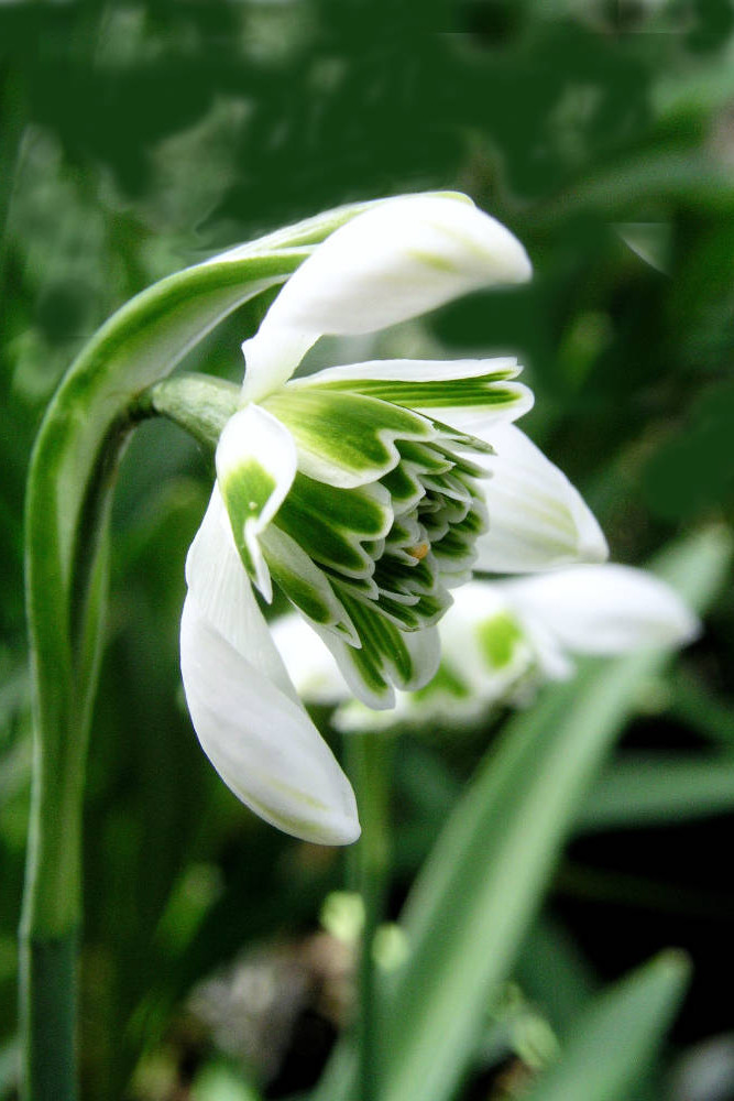 Galanthus Lady Beatrix Stanley