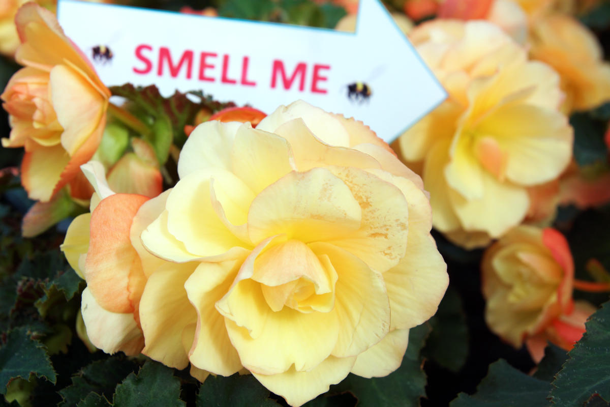 Smell Me Smell Me