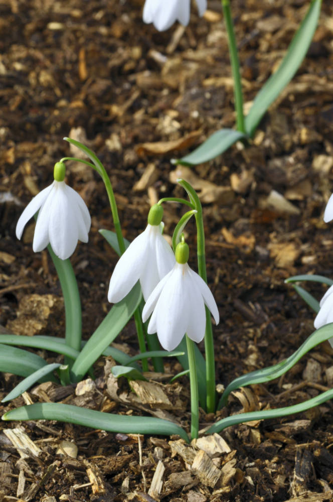Galanthus Poculi Perfect