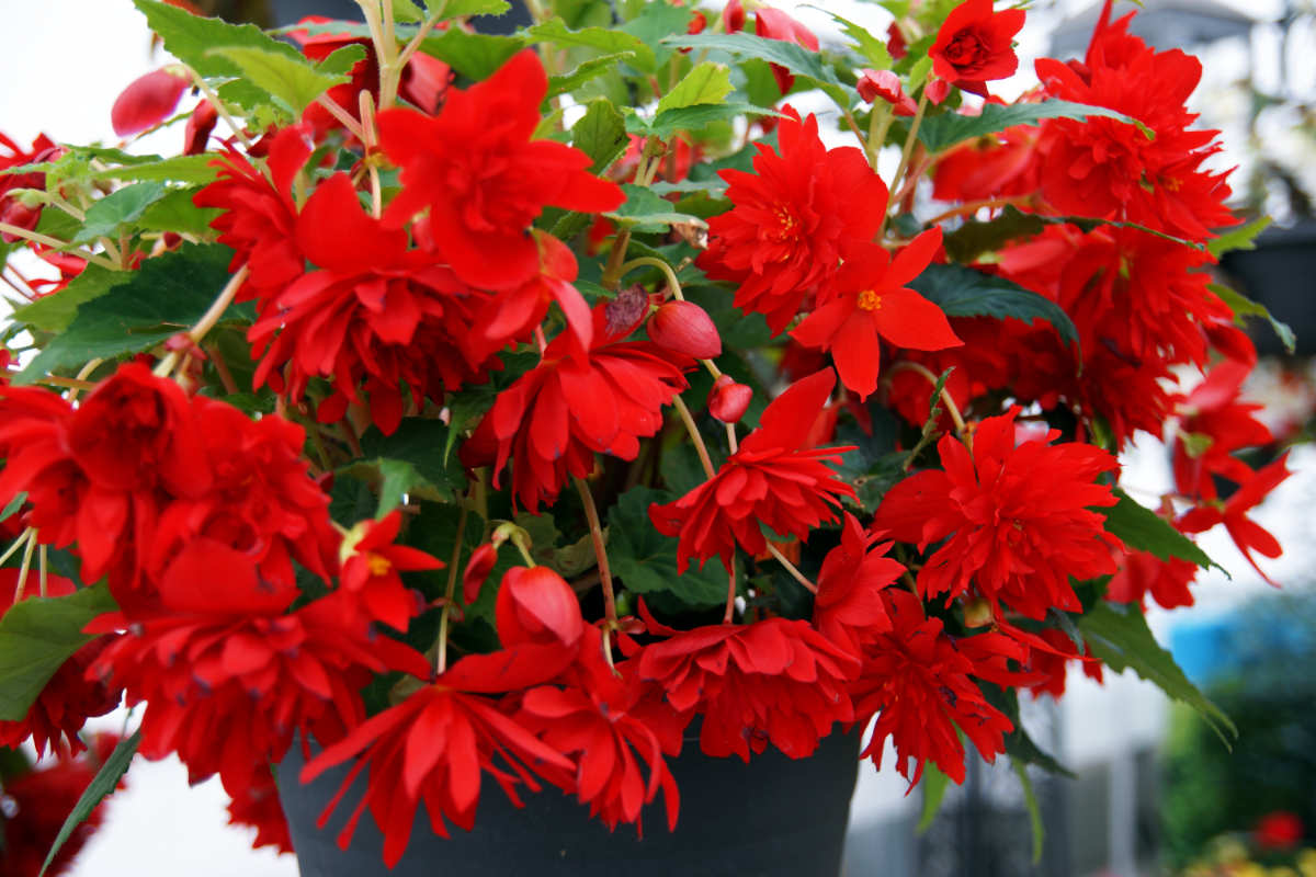 Illumination Scarlet F1 Illumination Scarlet F1