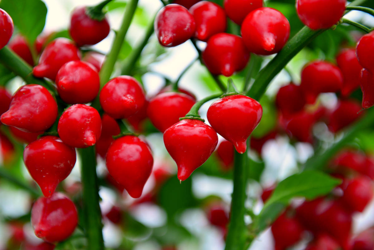 Peito de Moca pěstování chilli papriček