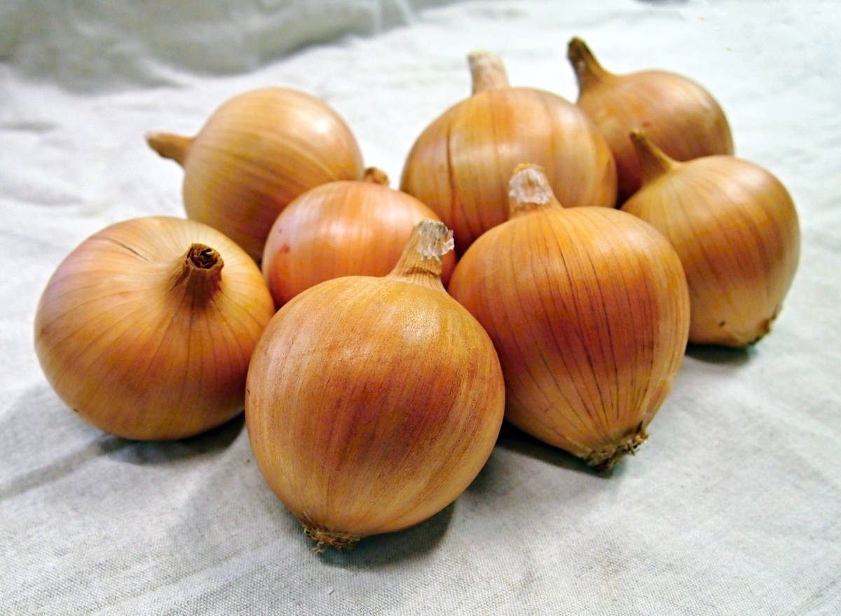 Amfora F1 Odrůda cibule