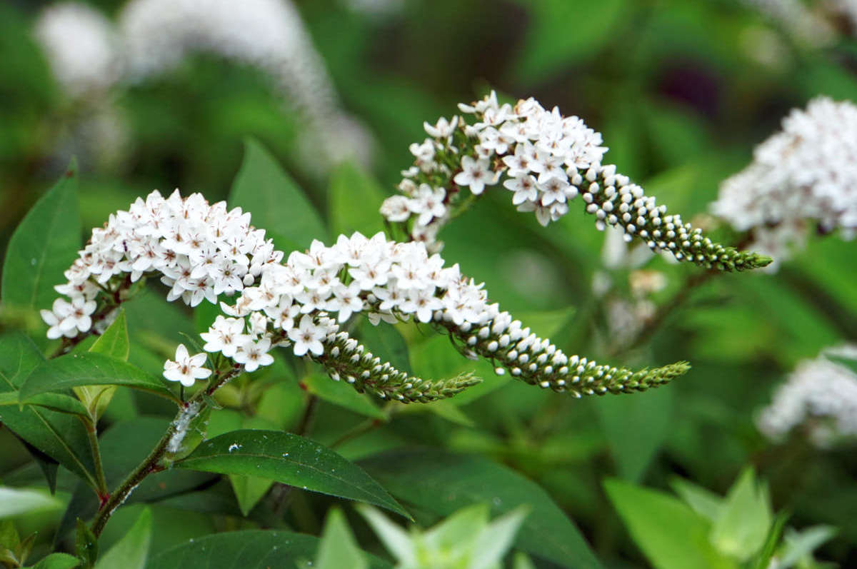 Lysimachia clethroides má specifické bílé zabarvení květů Vrbina sehnutá Lysimachia clethroides