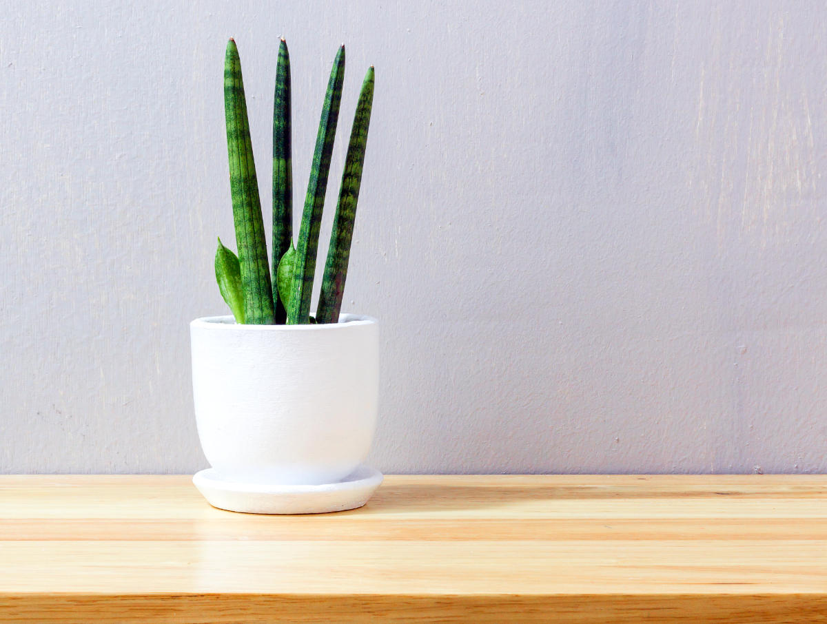 Sansevieria cylindrica má velmi specifický tvar listů Sansevieria cylindrica