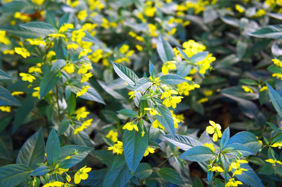 Lysimachia ciliata patří mezi cizokrajné odrůdy Vrbina brvitá - Lysimachia ciliata