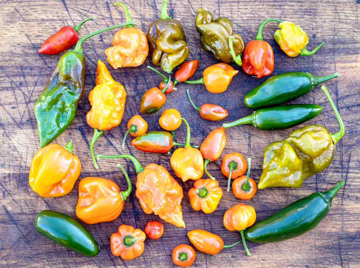 Rozmanitost odrůd chilli je veliká