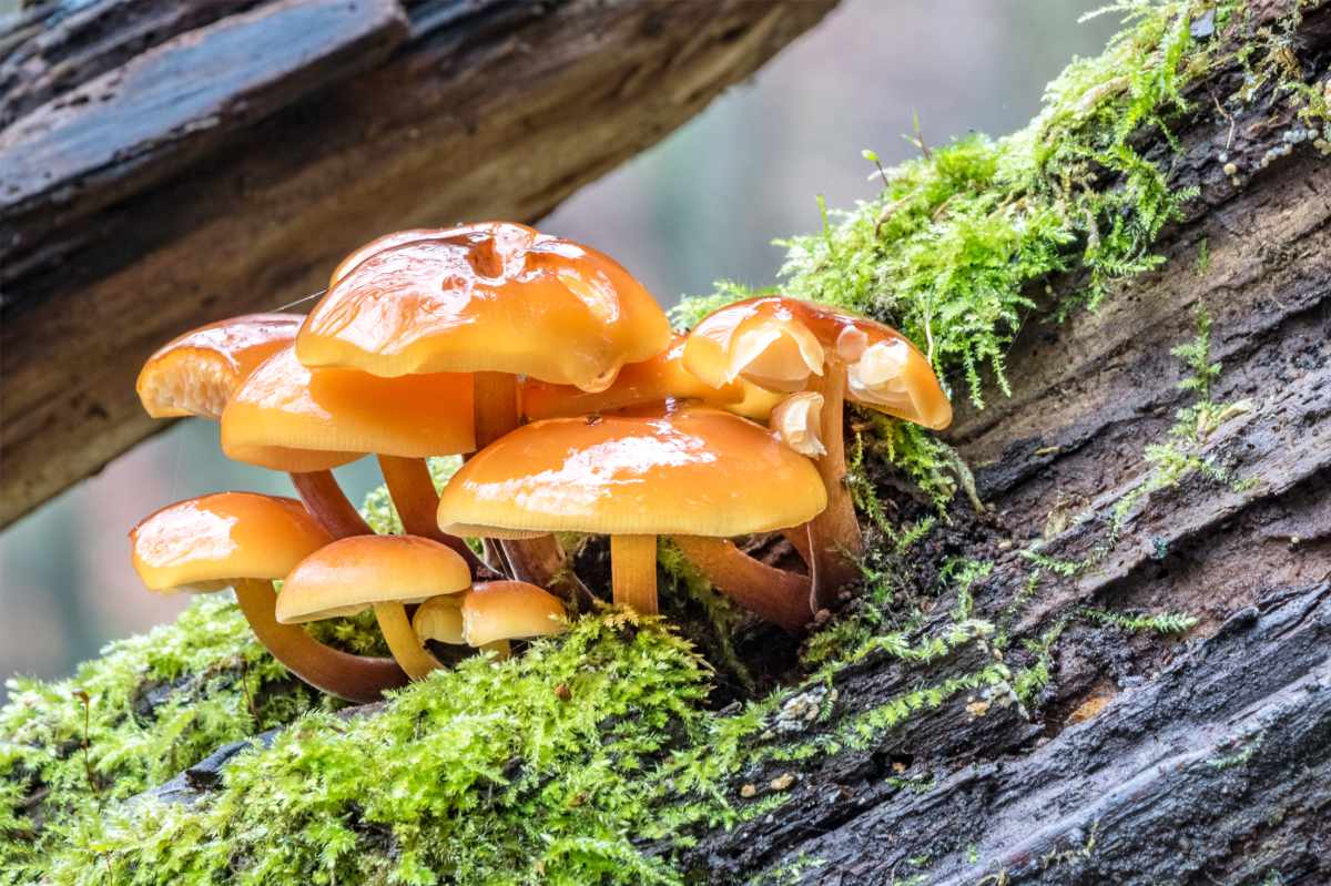Podle počtu hlaviček se jejich velikost pohybuje od 2 do 8 cm jedlá houba