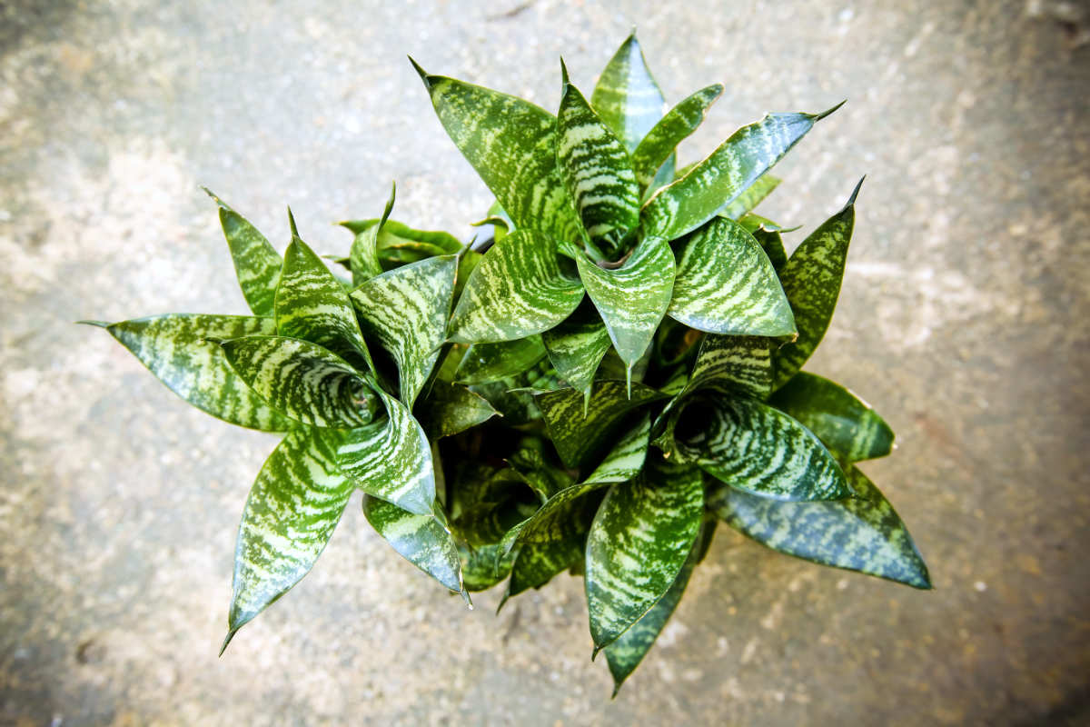 Sansevieria trifasciata 'Laurentii' tenura, tchýnin jazyk, vděčná pokojovka