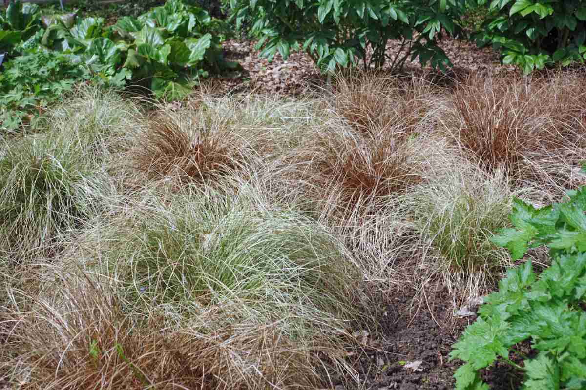 Porost různobarevných typů Carex comans Porost různovarevných typů ostřic Carex comans