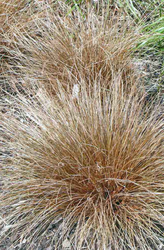 Carex comans Bronco Carex comans Bronco