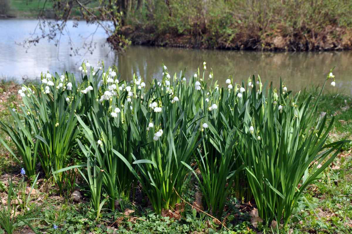 Leucojum aestivum bledule lesní je oproti bleduli jarní výšší