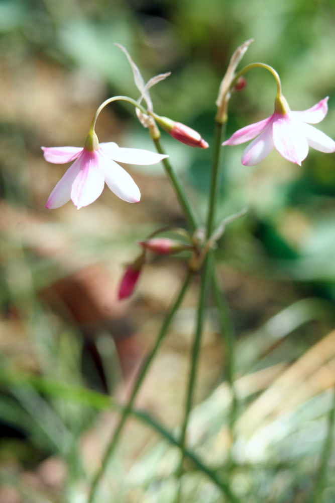 Acis trichophylla purpuracsens Acis trichophylla purpuracsens