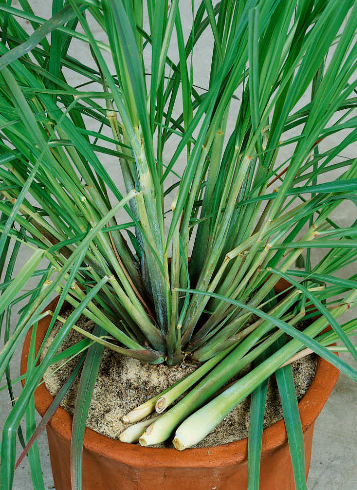 Citronová tráva Citronová tráva