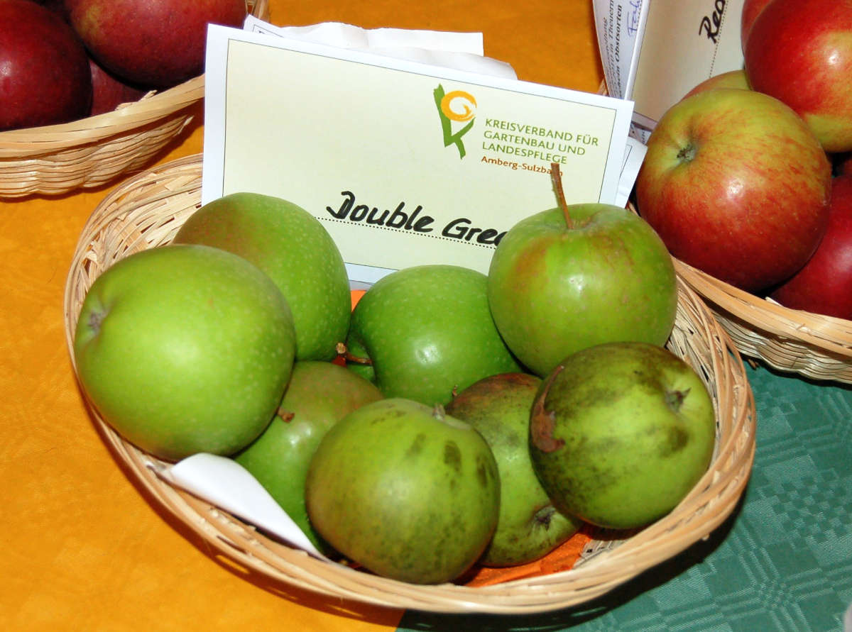 Čerň - tvar skvrn odpovídá smývané medovici Čerň patří mezi estetické choroby jablek