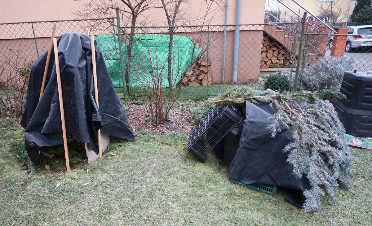 Přikryté mladé keře kanadských borůvek Přikryté mladé keře kanadských borůvek